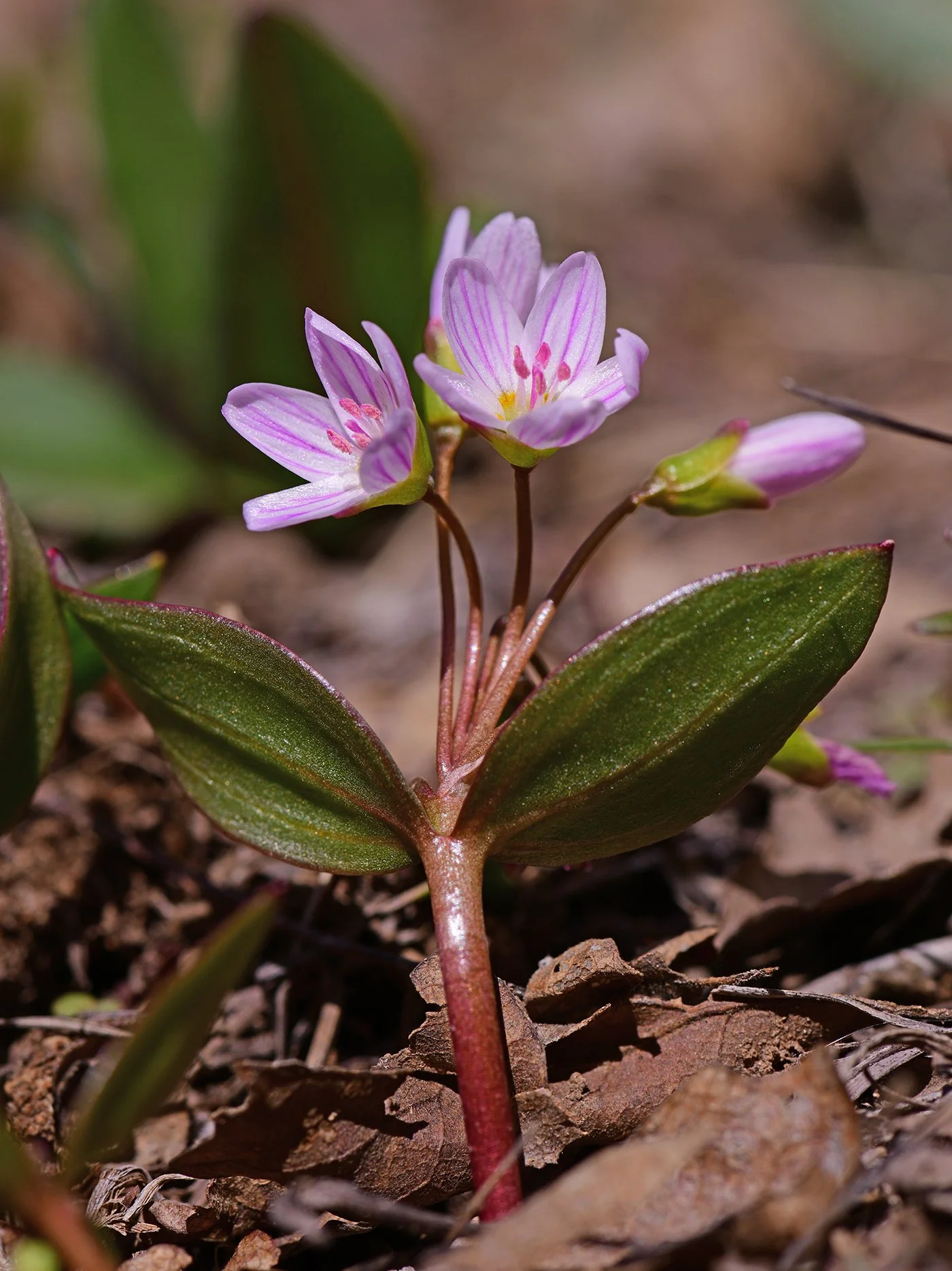 From Red Rocks to Alpine Slopes: Vibrant Western Slope Wildflowers